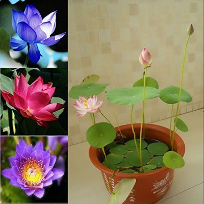 VibeX ™ VXI-1298 Water Lily Aquatic Water Features Seeds Seed(16 per packet)