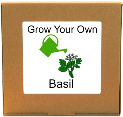 Quinergys MXI-104-Grow Your Own Fresh Basil – Indoor Herbs Growing Kit Seed(30 per packet)