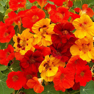 Paudha Nasturtium Mix Seed(51 per packet)