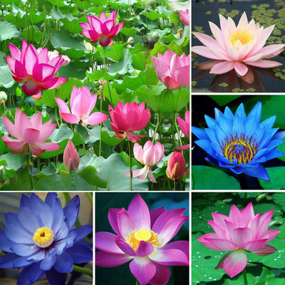 CRGO ™ VXI-938 Momo Botan Lotus Flower Seeds Seed(16 per packet)