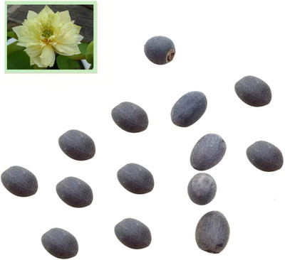 VibeX ™ RDX-511 Rare Aquatic Plants Nelumbo Nucifera Seed(2 per packet)
