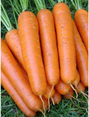 sporos CARROT Seed(25 per packet)