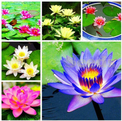 VibeX ™ XII-155 Lotus Seeds Bonsai Seeds Set Hydrophyte Seed(10 per packet)