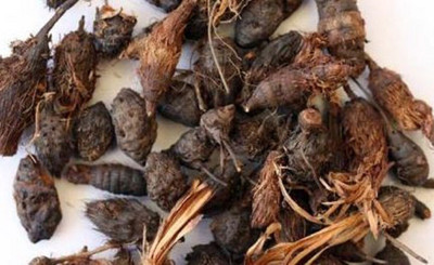 Harcog Nagarmotha Seed(100 per packet)