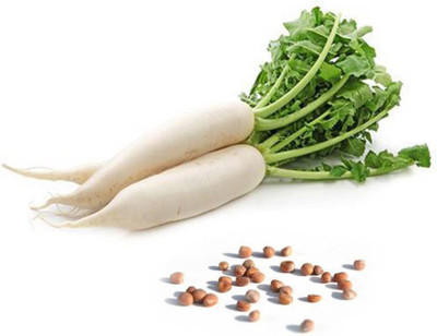 sporos RADISH Seed(50 per packet)