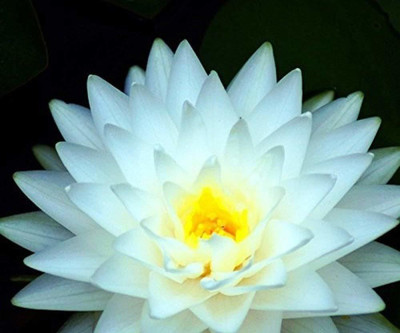 VibeX ™ VXI-1353 Water Lily kit - Pond Plants Water Lilies Aquatic Plants-Bareroot Seed(6 per packet)