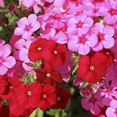 CYBEXIS Phlox cuspidata Twinkle Mix Seed(50 per packet)