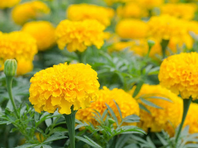 VNR VNR marigold F1 hybrid original seed Seed(50 per packet)