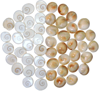 S.G.U. DEDICATED TO GOD® Very Rare Natural Gomti Gomati Chakra - 51 Pieces laxmi Cowry (Religious Item) Shell for Vastu dosh and to Attract Wealth Marble Yantra