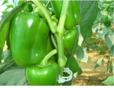 sporos GREEN CAPSICUM Seed(25 per packet)