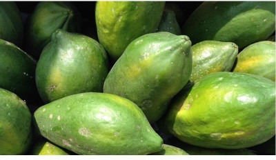 sporos PAPAYA Seed(25 per packet)