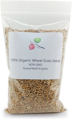 VibeX New Zealand Wheatgrass Seeds Seed(150 per packet)