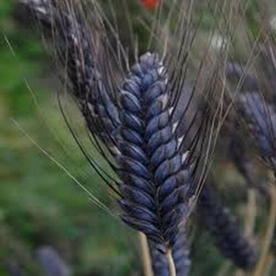 CRGO BLACK WHEATGRASS , KALA GEHUN Seed(150 per packet)