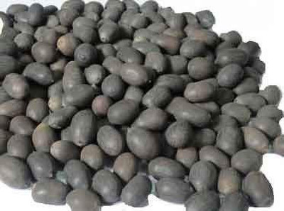 SHIVAKARI Kamal Gatta Seed(21 per packet)