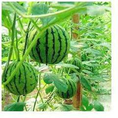 sporos watermelon seeds Seed(25 per packet)