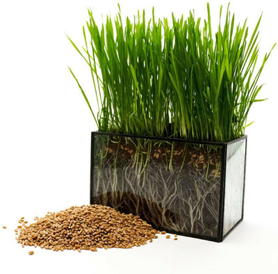 VibeX Wheat Grass Seeds, Cat Grass Seeds Seed(2500 per packet)