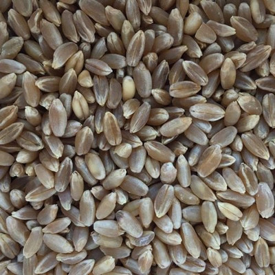 CRGO BLACK WHEATGRASS , KALA GEHUN Seed(700 per packet)