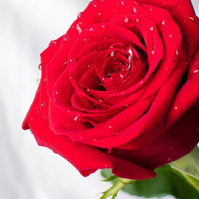 XOLDA ROSE Seed(25 per packet)