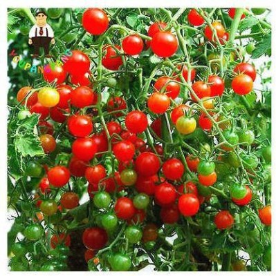 sporos CHERRY TOMATO Seed(25 per packet)