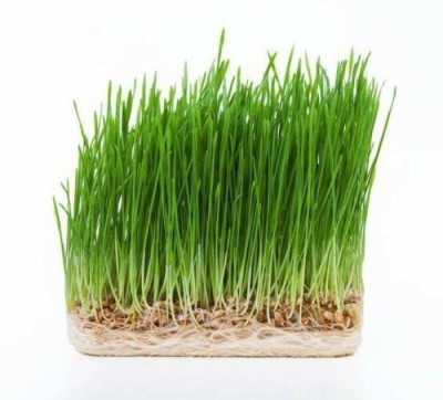 DIOART BLACK WHEATGRASS Seed(600 per packet)