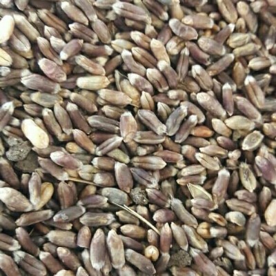 VibeX Wheatgrass Seed(2500 per packet)