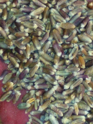 CRGO BLACK WHEATGRASS , KALA GEHUN Seed(3000 per packet)