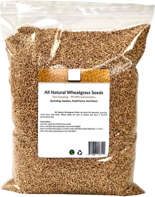 VibeX Wheatgrass Seed(200 per packet)