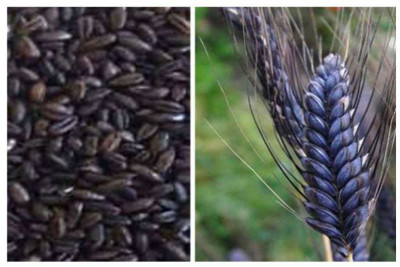 CRGO BLACK WHEATGRASS , KALA GEHUN Seed(5000 per packet)
