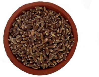 DIOART BLACK WHEATGRASS Seed(700 per packet)