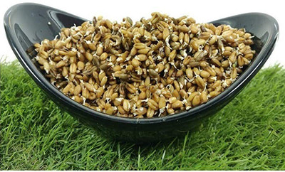 CRGO BLACK WHEATGRASS , KALA GEHUN Seed(400 per packet)