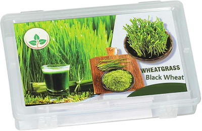 CRGO BLACK WHEATGRASS , KALA GEHUN Seed(1000 per packet)