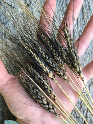 CRGO BLACK WHEATGRASS , KALA GEHUN Seed(2000 per packet)