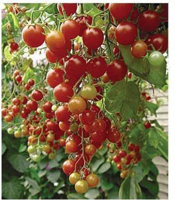 sporos CHERRY TOMATO Seed(10 per packet)