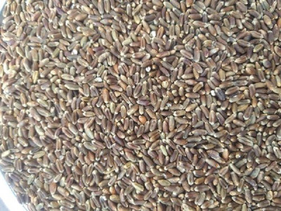 CRGO BLACK WHEATGRASS , KALA GEHUN Seed(500 per packet)