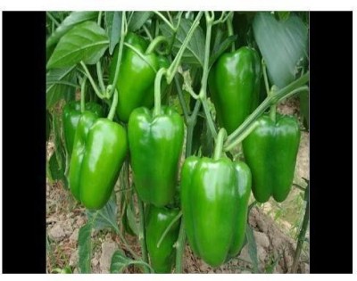 sporos GREEN CAPSICUM Seed(25 per packet)