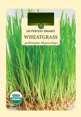 CRGO BLACK WHEATGRASS , KALA GEHUN Seed(400 per packet)