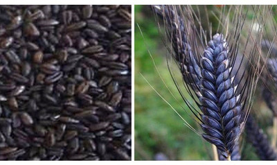CRGO BLACK WHEATGRASS , KALA GEHUN Seed(1000 per packet)
