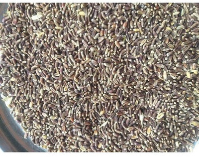 CRGO BLACK WHEATGRASS , KALA GEHUN Seed(450 per packet)