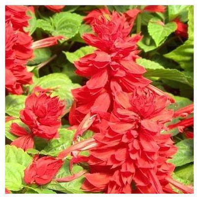 sporos SALVIA BONFIRE Seed(25 per packet)