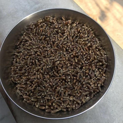 CRGO BLACK WHEATGRASS , KALA GEHUN Seed(5000 per packet)