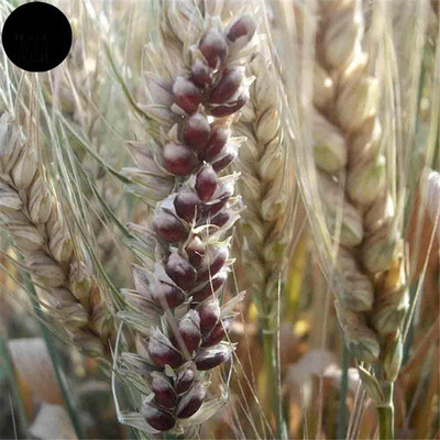 CRGO BLACK WHEATGRASS , KALA GEHUN Seed(150 per packet)
