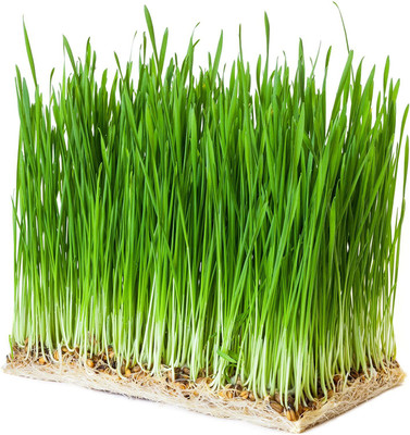 VibeX Wheatgrass Seeds Seed(150 per packet)