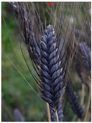 CRGO BLACK WHEATGRASS , KALA GEHUN Seed(800 per packet)