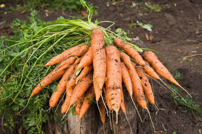 sporos CARROT Seed(50 per packet)