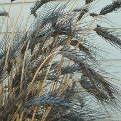 CRGO BLACK WHEATGRASS , KALA GEHUN Seed(300 per packet)