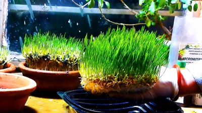 VibeX ® HAU-820 Organic Wheatgrass seeds Seed(5000 per packet)