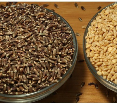 CRGO BLACK WHEATGRASS , KALA GEHUN Seed(450 per packet)