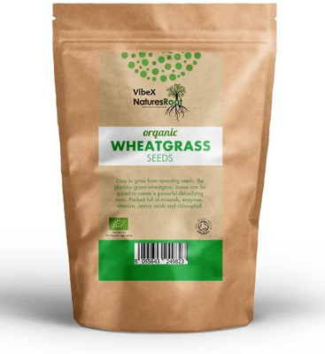VibeX Wheatgrass Seeds Seed(500 per packet)