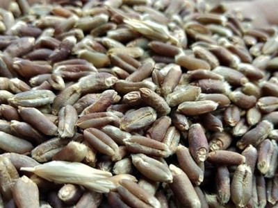 CRGO BLACK WHEATGRASS , KALA GEHUN Seed(300 per packet)