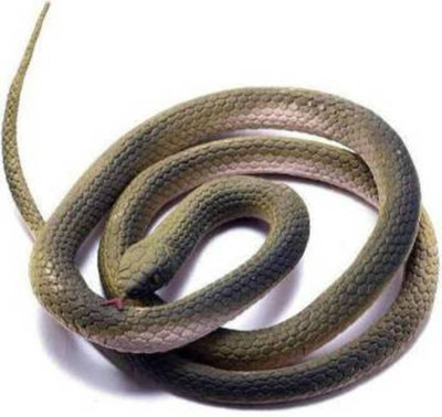 BBS DEAL (Pack of-1 pcs ) Fake Snake Gig Toy Snake Gag Toy_02 Gag toy Gag Toy(Multicolor)